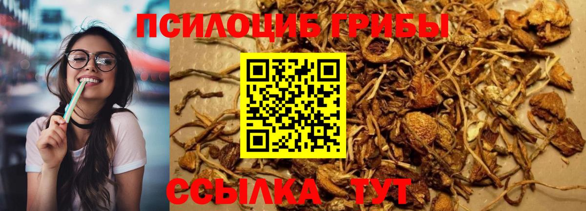 Псилоцибиновые грибы Psilocybine cubensis Кемерово